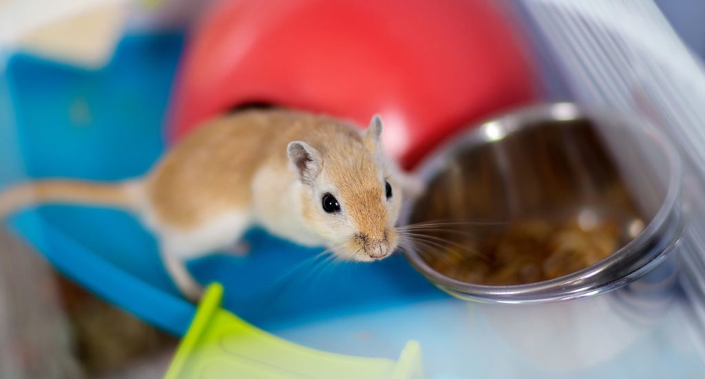Different Types of Gerbils Cages and How to Set them up