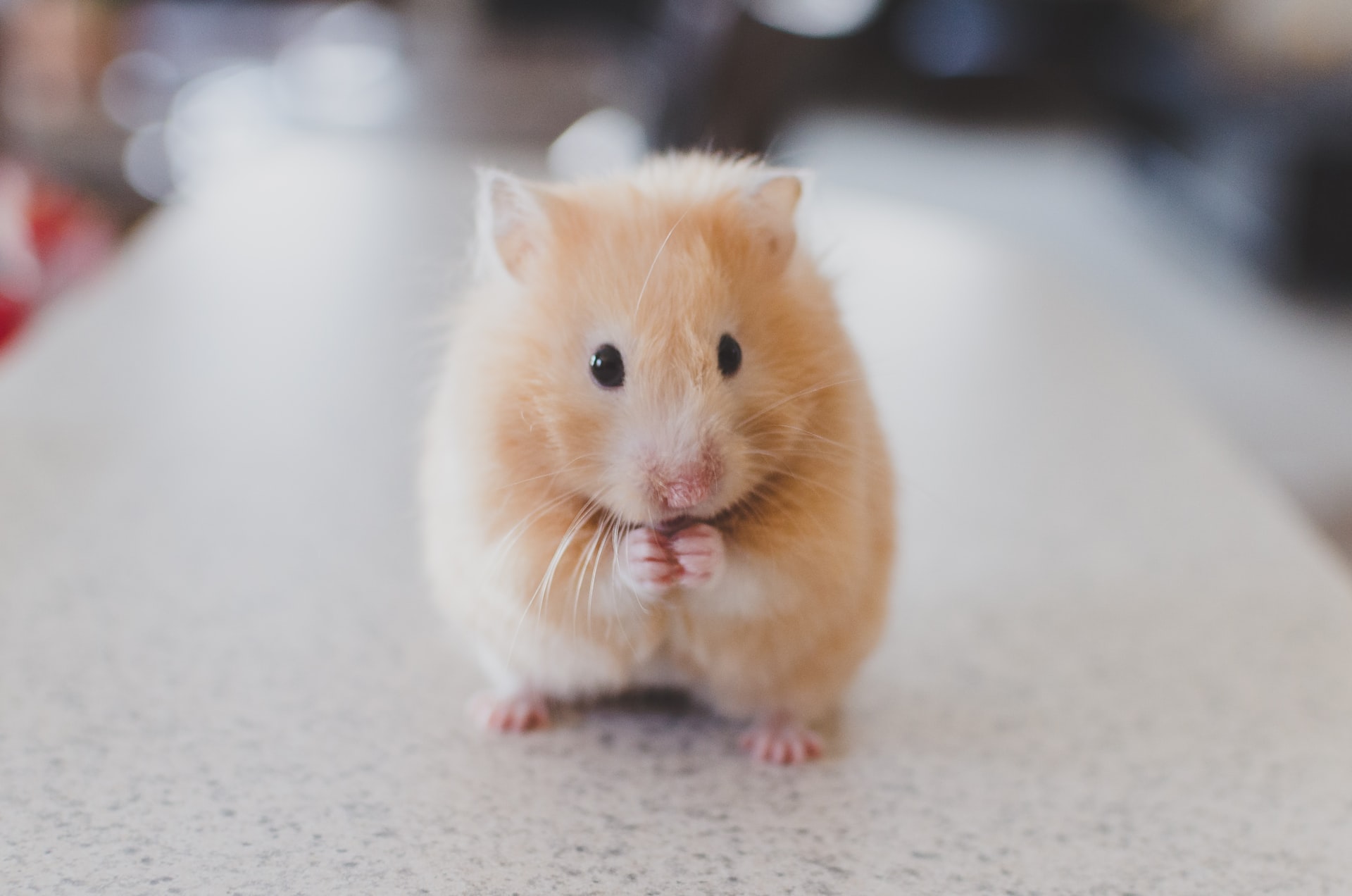 How We Can Care Our Pet Rat