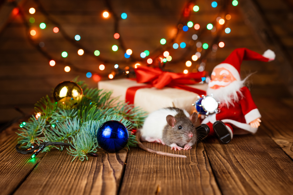 Christmas Toys, Treats and Accessories for Rats