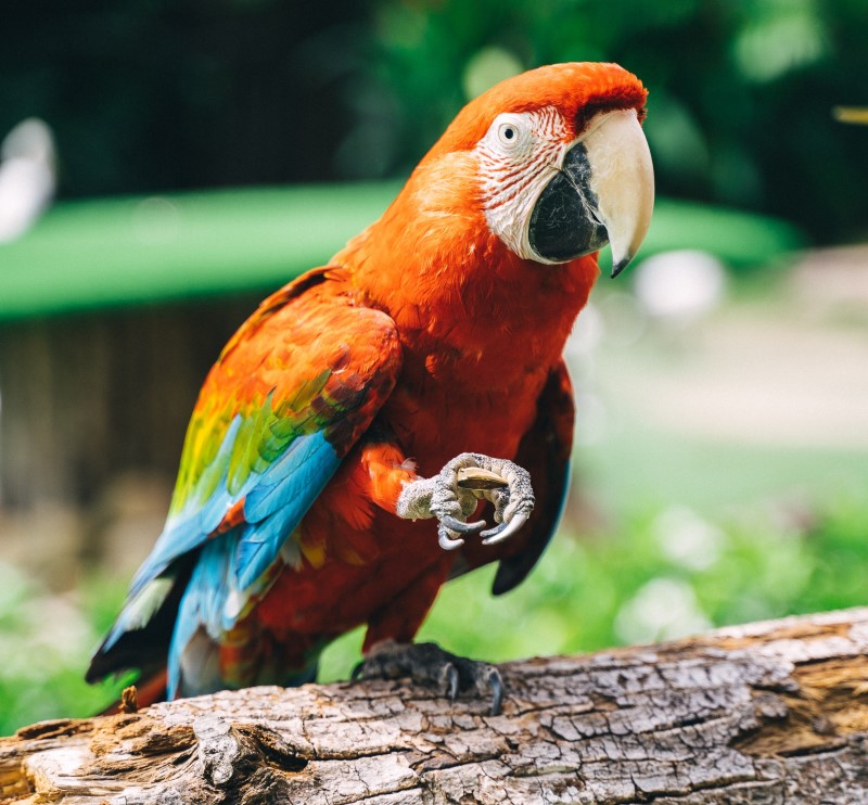 Facts About Amazon Parrots and Their Care